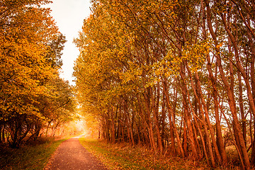 Image showing Autumn landscape