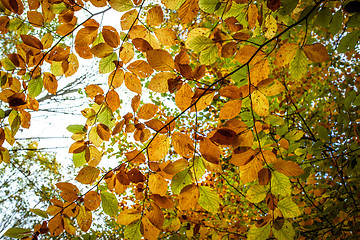 Image showing Autumn leafs