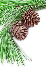 Image showing fir tree branch with pine cones