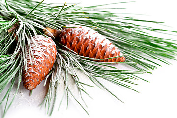 Image showing fir tree branch with pinecones