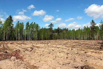 Image showing pine forest with slot for planting new pines