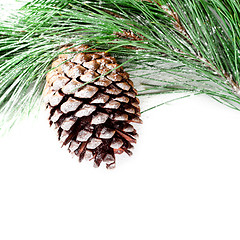 Image showing fir tree branch with pinecone