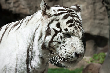 Image showing White Tiger