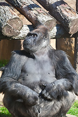 Image showing Gorilla