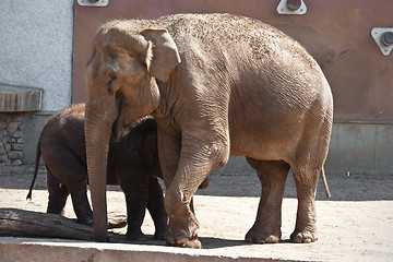 Image showing Elephant