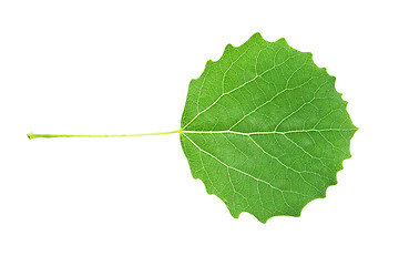 Image showing Green leaf