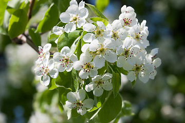 Image showing Apple flowers