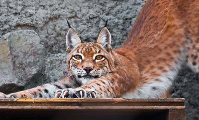 Image showing Lynx