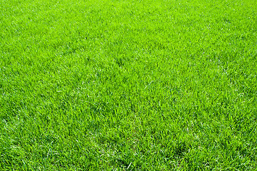 Image showing Green grass