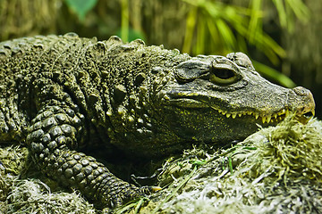 Image showing Crocodile