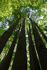 Image showing Green forest