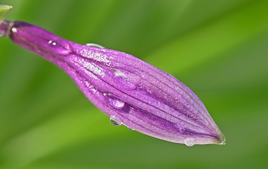 Image showing Purple flower bud with water drops.