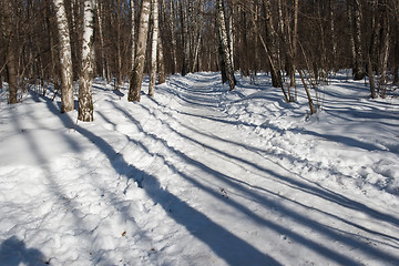 Image showing Winter forest