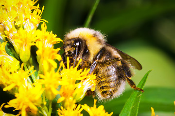 Image showing Bumblebee