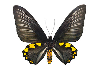 Image showing Butterfly Troides Hypolitus