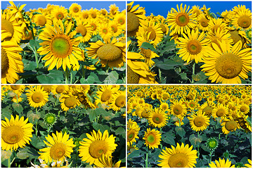 Image showing Sunflowers