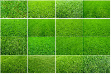 Image showing Green grass