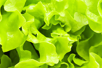 Image showing Lettuce