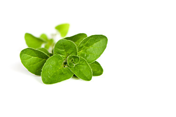 Image showing Oregano