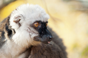 Image showing White-headed lemur