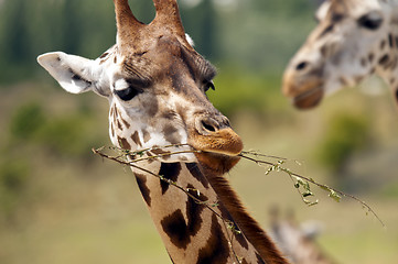 Image showing Giraffe