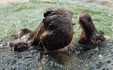 Image showing The hippopotamus (Hippopotamus amphibius), or hippo