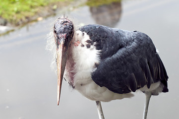 Image showing Marabou Stork