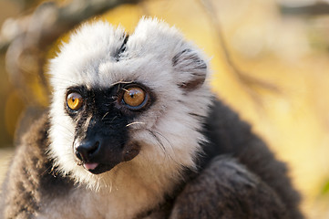 Image showing White-headed lemur