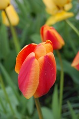 Image showing Tulips_09.05.2007