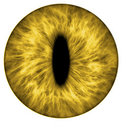 Image showing yellow animal iris