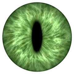 Image showing green animal iris