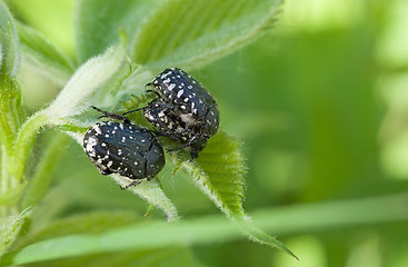 Image showing Beetle.