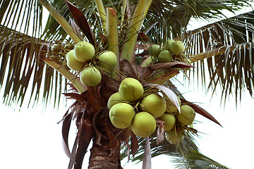 Image showing green coconuts