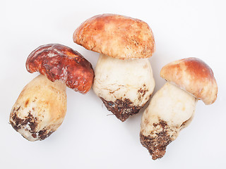 Image showing Porcini Mushroom