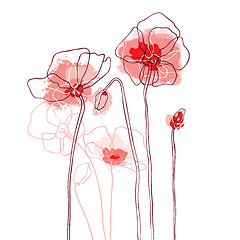 Image showing Red poppies on a white background