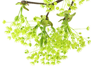Image showing fresh, green branch