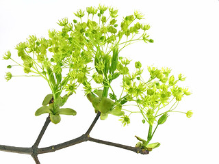 Image showing fresh, green branch