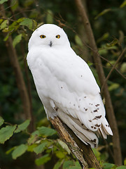 Image showing Snow owl resting