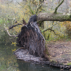 Image showing Fallen tree in a marsh