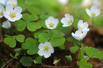 Image showing Oxalis Acetosella # 01