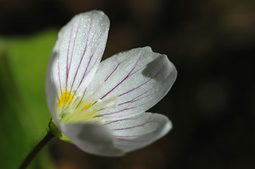 Image showing Oxalis Acetosella # 02