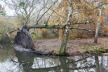 Image showing Fallen tree in a marsh