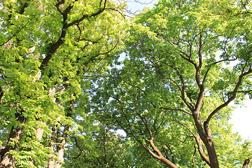 Image showing Crone of a trees
