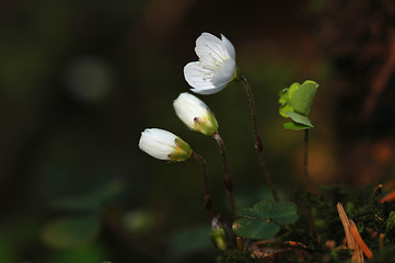 Image showing Oxalis Acetosella # 03