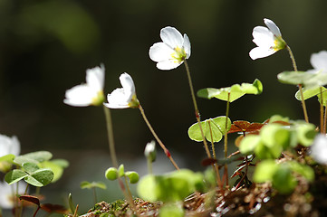 Image showing Oxalis Acetosella # 04