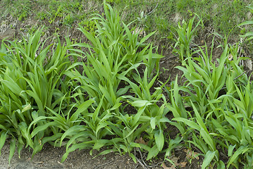 Image showing Spring plants