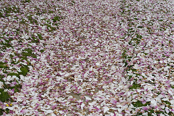 Image showing Carpet of Flowers