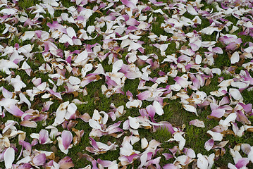 Image showing Carpet of Flowers