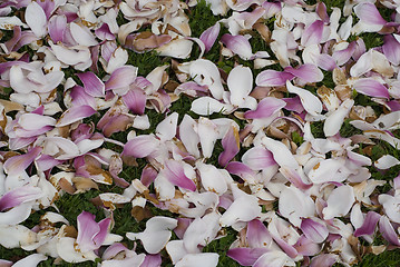 Image showing Carpet of Flowers