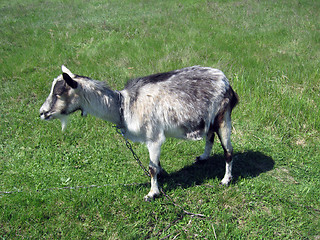 Image showing Goat standing on the pasture